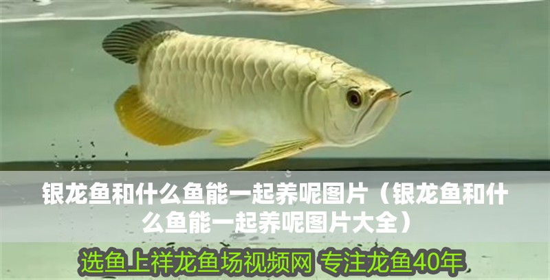 銀龍魚(yú)和什么魚(yú)能一起養(yǎng)呢圖片（銀龍魚(yú)和什么魚(yú)能一起養(yǎng)呢圖片大全）