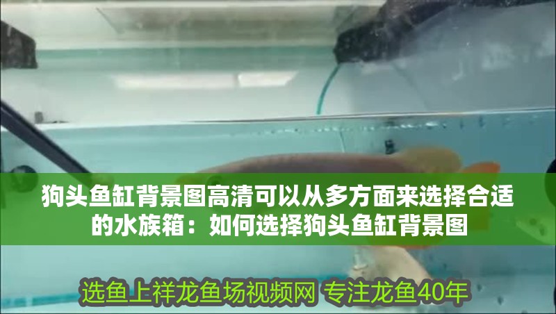 狗頭魚缸背景圖高清可以從多方面來選擇合適的水族箱：如何選擇狗頭魚缸背景圖 狗頭魚缸背景圖高清可以從多方面來選擇合適的水族箱：如何選擇狗頭魚缸背景圖 魚缸百科