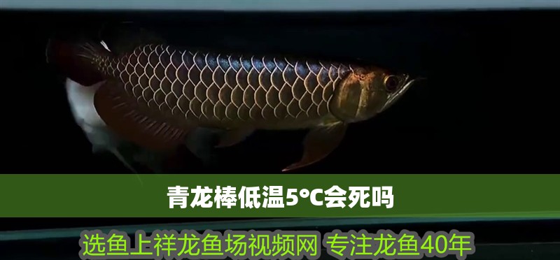 青龍棒低溫5℃會死嗎 青龍棒低溫5℃會死嗎 龍魚論壇