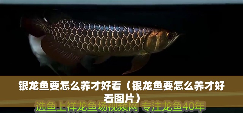 銀龍魚要怎么養才好看（銀龍魚要怎么養才好看圖片）