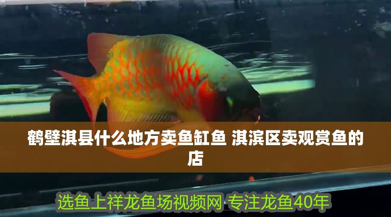 鶴壁淇縣什么地方賣魚缸魚 淇濱區賣觀賞魚的店 銀龍魚百科 第1張 鶴壁淇縣什么地方賣魚缸魚 淇濱區賣觀賞魚的店 鶴壁淇縣什么地方賣魚缸魚 淇濱區賣觀賞魚的店 銀龍魚百科 第1張