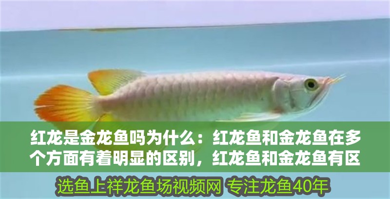紅龍是金龍魚嗎為什么：紅龍魚和金龍魚在多個方面有著明顯的區(qū)別，紅龍魚和金龍魚有區(qū)別