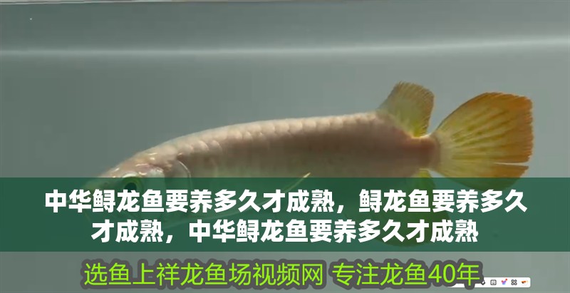 中華鱘龍魚(yú)要養(yǎng)多久才成熟，鱘龍魚(yú)要養(yǎng)多久才成熟，中華鱘龍魚(yú)要養(yǎng)多久才成熟