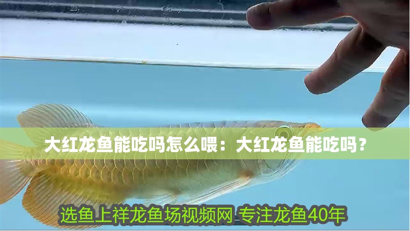 大紅龍魚能吃嗎怎么喂：大紅龍魚能吃嗎？