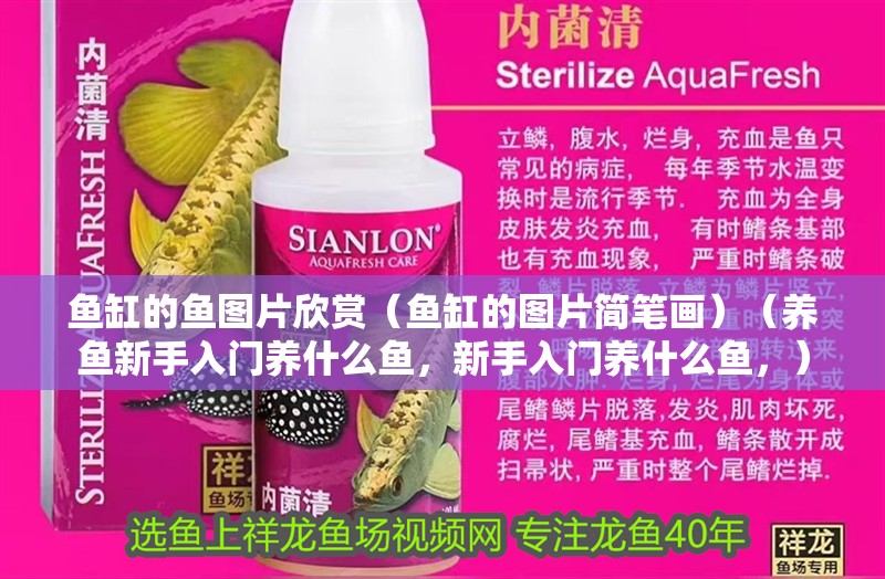魚(yú)缸的魚(yú)圖片欣賞（魚(yú)缸的圖片簡(jiǎn)筆畫(huà)）（養(yǎng)魚(yú)新手入門(mén)養(yǎng)什么魚(yú)，新手入門(mén)養(yǎng)什么魚(yú)，）