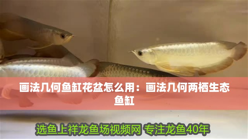 畫法幾何魚缸花盆怎么用：畫法幾何兩棲生態魚缸