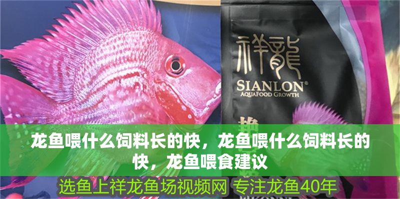 龍魚喂什么飼料長的快，龍魚喂什么飼料長的快，龍魚喂食建議