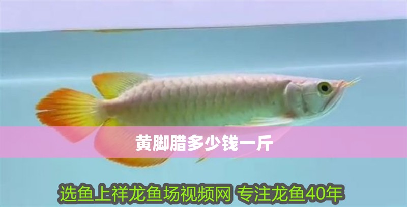 黃腳臘多少錢一斤
