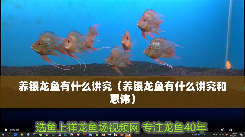 養銀龍魚有什么講究（養銀龍魚有什么講究和忌諱）