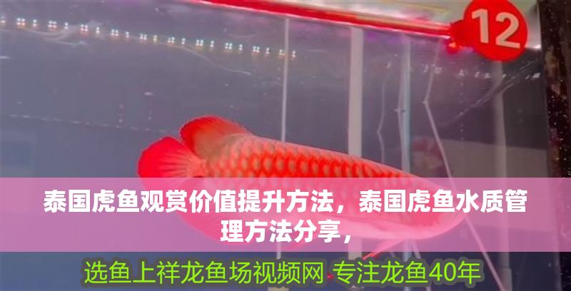 泰國虎魚觀賞價值提升方法，泰國虎魚水質(zhì)管理方法分享，