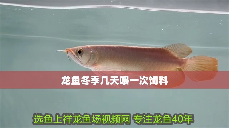 龍魚冬季幾天喂一次飼料 龍魚冬季幾天喂一次飼料 龍魚百科 第2張