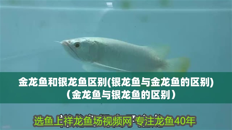 金龍魚(yú)和銀龍魚(yú)區(qū)別(銀龍魚(yú)與金龍魚(yú)的區(qū)別)（金龍魚(yú)與銀龍魚(yú)的區(qū)別）