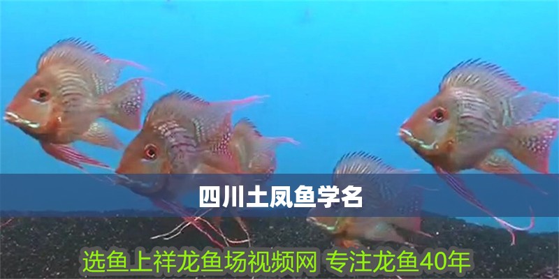 <strong><mark>四川</mark></strong>土鳳魚學名