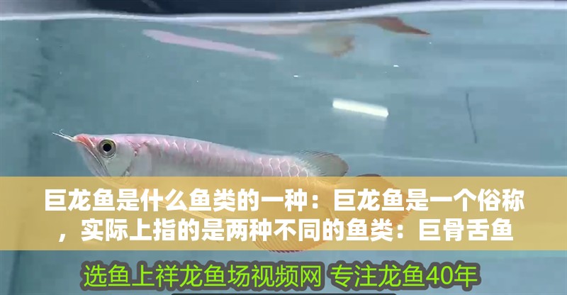 巨龍魚是什么魚類的一種：巨龍魚是一個俗稱，實際上指的是兩種不同的魚類：巨骨舌魚 巨龍魚是什么魚類的一種：巨龍魚是一個俗稱，實際上指的是兩種不同的魚類：巨骨舌魚 龍魚百科
