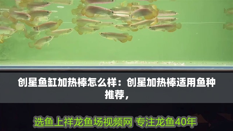 創星魚缸加熱棒怎么樣：創星加熱棒適用魚種推薦， 創星魚缸加熱棒怎么樣：創星加熱棒適用魚種推薦， 魚缸百科