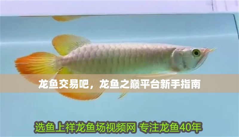 龍魚交易吧，龍魚之巔平臺新手指南