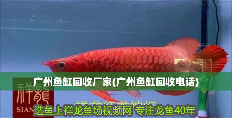 廣州魚缸回收廠家(廣州魚缸回收電話) 廣州魚缸回收廠家(廣州魚缸回收電話) 黃金貓魚百科 第1張