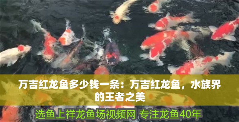 萬吉紅龍魚多少錢一條：萬吉紅龍魚，水族界的王者之美 萬吉紅龍魚多少錢一條：萬吉紅龍魚，水族界的王者之美 龍魚百科