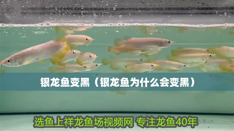 紅龍魚用黃燈烤有用嗎 銀龍魚變黑(銀龍魚為什么會變黑) 龍魚百科 銀龍魚變黑(銀龍魚為什么會變黑) 銀龍魚變黑(銀龍魚為什么會變黑) 龍魚百科