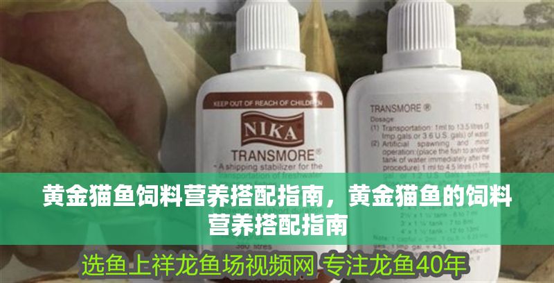 黃金貓魚飼料營養搭配指南，黃金貓魚的飼料營養搭配指南