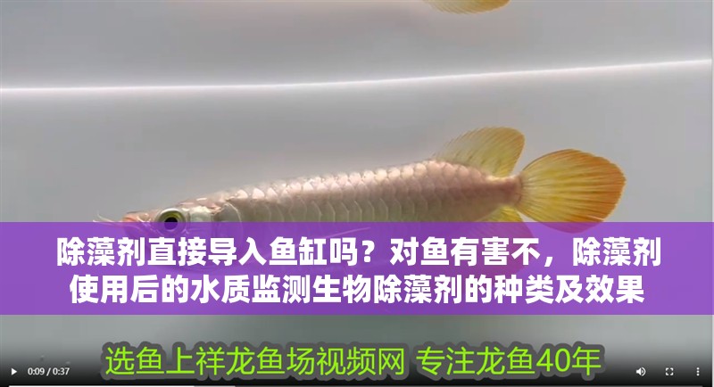 除藻劑直接導入魚缸嗎？對魚有害不，除藻劑使用后的水質(zhì)監(jiān)測生物除藻劑的種類及效果 除藻劑直接導入魚缸嗎？對魚有害不，除藻劑使用后的水質(zhì)監(jiān)測生物除藻劑的種類及效果 龍魚百科