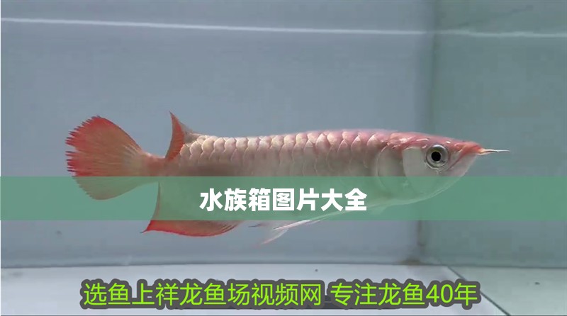水族箱圖片大全