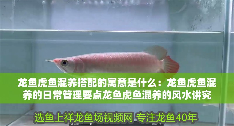 龍魚虎魚混養搭配的寓意是什么：龍魚虎魚混養的日常管理要點龍魚虎魚混養的風水講究