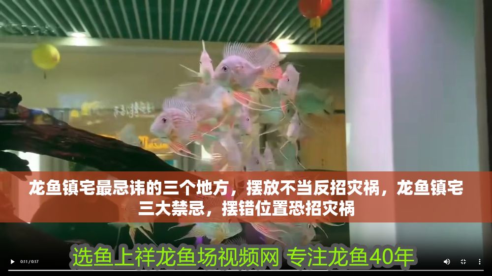 龍魚鎮宅最忌諱的三個地方，擺放不當反招災禍，龍魚鎮宅三大禁忌，擺錯位置恐招災禍