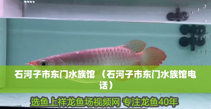 石河子市東門水族館 （石河子市東門水族館電話） 石河子市東門水族館 （石河子市東門水族館電話） 全國水族館企業名錄