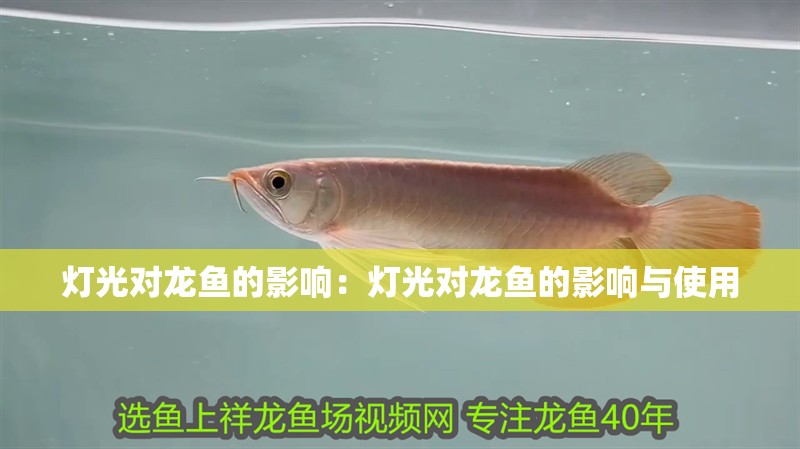 燈光對龍魚的影響：燈光對龍魚的影響與使用