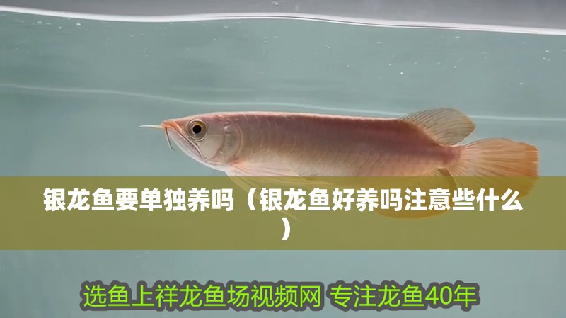 銀龍魚要單獨養嗎（銀龍魚好養嗎注意些什么） 銀龍魚要單獨養嗎（銀龍魚好養嗎注意些什么） 銀龍魚百科