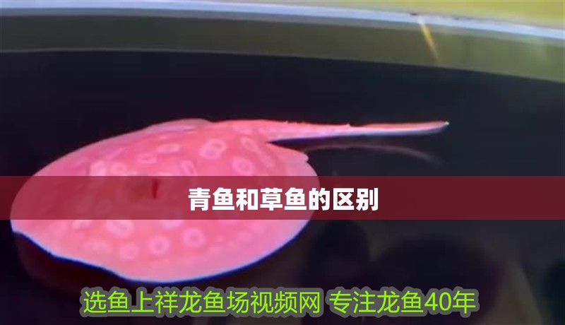 青魚和草魚的區別