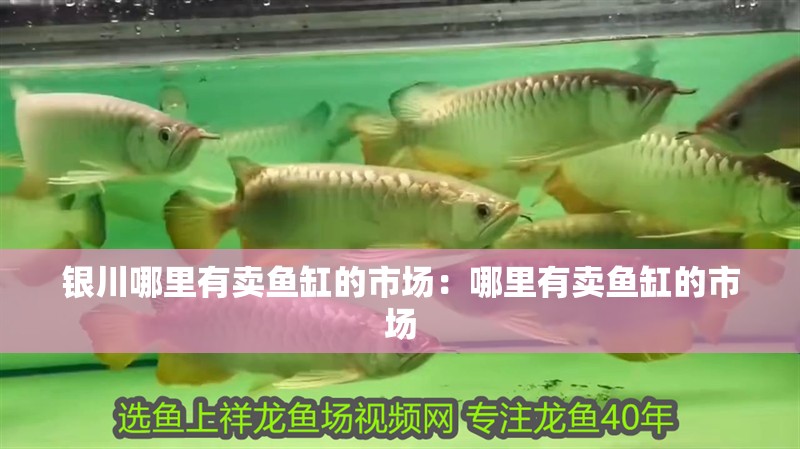 銀川哪里有賣魚缸的市場：哪里有賣魚缸的市場