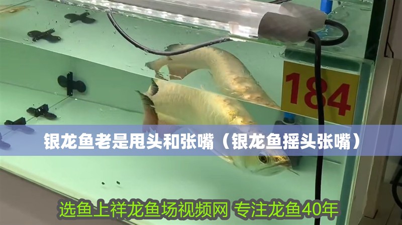 銀龍魚老是甩頭和張嘴（銀龍魚搖頭張嘴）