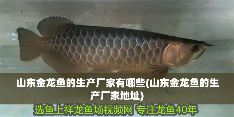 山東金龍魚的生產廠家有哪些(山東金龍魚的生產廠家地址) 山東金龍魚的生產廠家有哪些(山東金龍魚的生產廠家地址) 銀龍魚百科