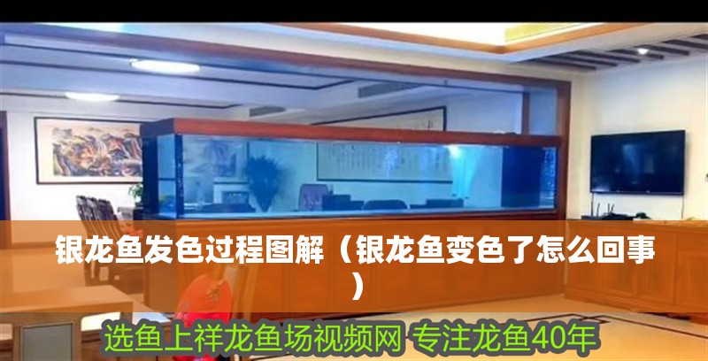 銀龍魚發(fā)色過程圖解（銀龍魚變色了怎么回事）