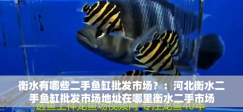 <strong><mark>衡水</mark></strong>有哪些二手魚缸批發(fā)市場？：河北<strong><mark>衡水</mark></strong>二手魚缸批發(fā)市場地址在哪里<strong><mark>衡水</mark></strong>二手市場