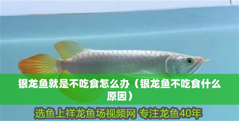 銀龍魚就是不吃食怎么辦（銀龍魚不吃食什么原因） 銀龍魚就是不吃食怎么辦（銀龍魚不吃食什么原因） 銀龍魚百科