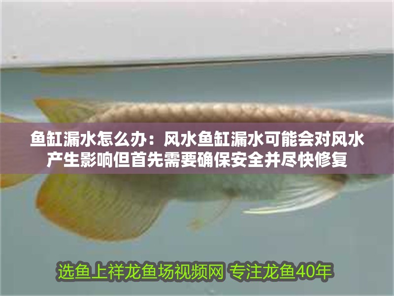 魚缸漏水怎么辦：風水魚缸漏水可能會對風水產生影響但首先需要確保安全并盡快修復