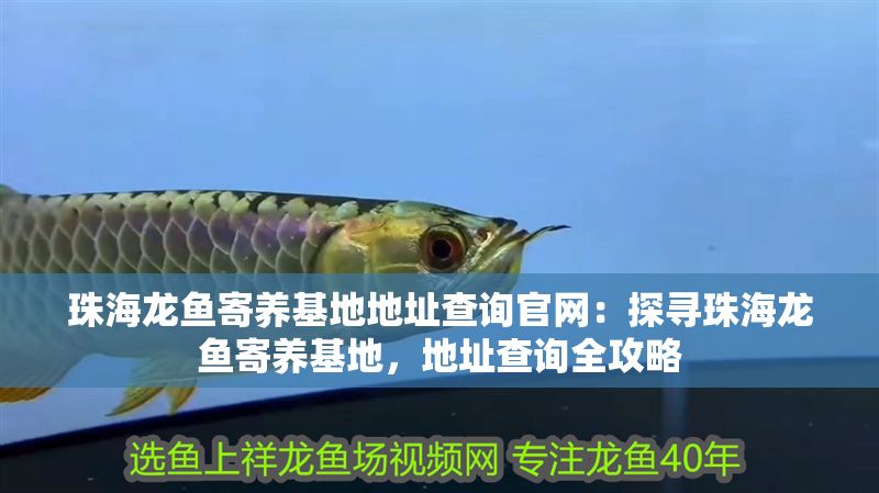 珠海龍魚寄養基地地址查詢官網：探尋珠海龍魚寄養基地，地址查詢全攻略