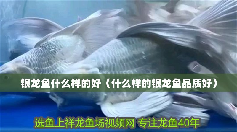 銀龍魚什么樣的好（什么樣的銀龍魚品質好）
