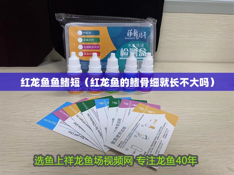 紅龍魚魚鰭短（紅龍魚的鰭骨細就長不大嗎）