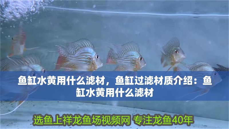 魚缸水黃用什么濾材，魚缸過濾材質介紹：魚缸水黃用什么濾材