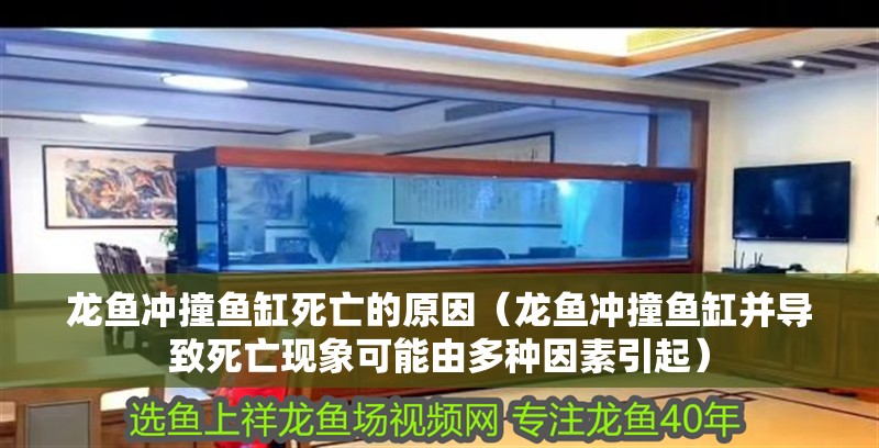 龍魚沖撞魚缸死亡的原因（龍魚沖撞魚缸并導致死亡現象可能由多種因素引起）