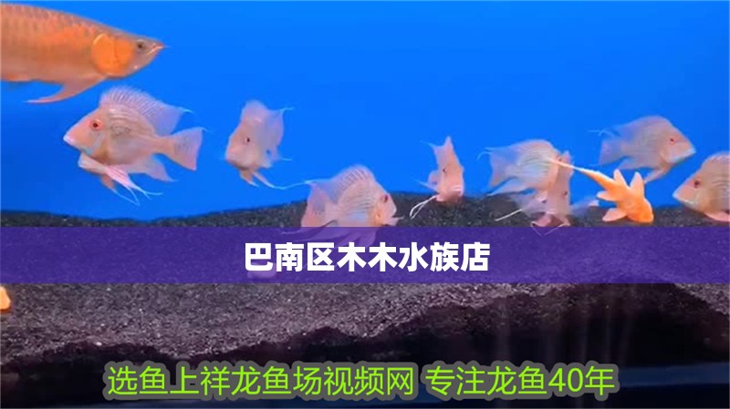 巴南區木木水族店