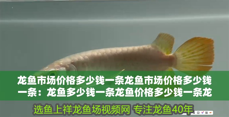 龍魚市場價(jià)格多少錢一條龍魚市場價(jià)格多少錢一條：龍魚多少錢一條龍魚價(jià)格多少錢一條龍魚價(jià)格是多少