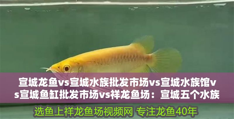 宣城龍魚vs宣城水族批發市場vs宣城水族館vs宣城魚缸批發市場vs祥龍魚場：宣城五個水族相關場所