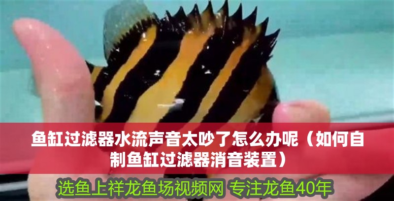 魚缸過濾器選購指南:自制魚缸過濾器魚缸上置過濾器對于養魚愛好者的必備知識 魚缸過濾器水流聲音太吵了怎么辦呢(如何自制魚缸過濾器消音裝置) 龍魚百科 魚缸過濾器水流聲音太吵了怎么辦呢(如何自制魚缸過濾器消音裝置) 魚缸過濾器水流聲音太吵了怎么辦呢(如何自制魚缸過濾器消音裝置) 龍魚百科