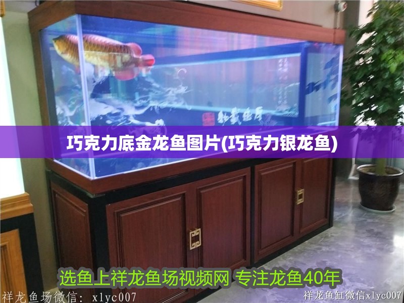 巧克力底金龍魚圖片(巧克力銀龍魚)