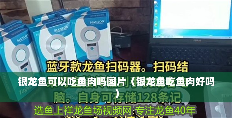 魚缸用增氧泵價格是多少:魚缸增氧機-xtrac增氧機-xtrac增氧機 銀龍魚可以吃魚肉嗎圖片(銀龍魚吃魚肉好嗎) 銀龍魚百科 銀龍魚可以吃魚肉嗎圖片(銀龍魚吃魚肉好嗎) 銀龍魚可以吃魚肉嗎圖片(銀龍魚吃魚肉好嗎) 銀龍魚百科